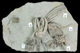 Five Species of D Crinoids on One Plate - Crawfordsville, Indiana #122998-3